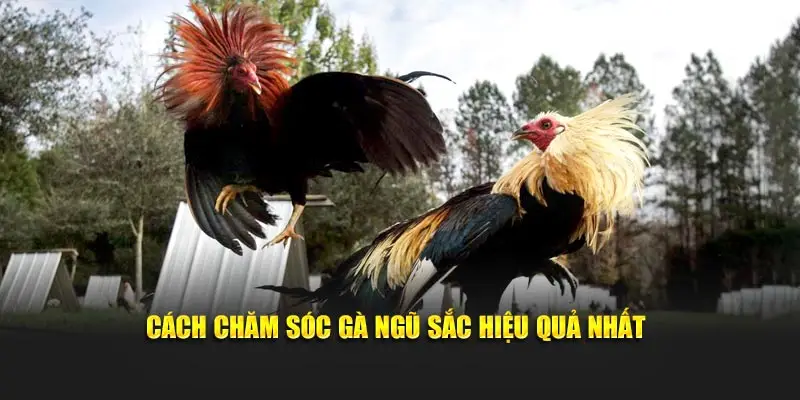 Cách chăm sóc gà ngũ sắc hiệu quả nhất