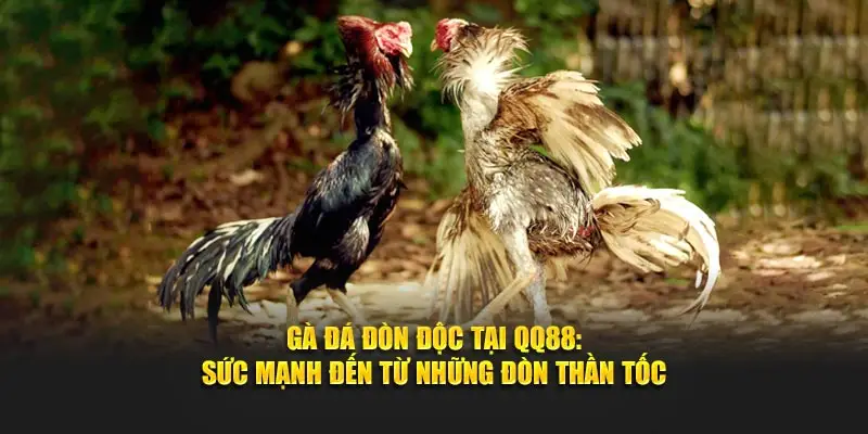 Gà Đá Đòn Độc Tại QQ88 - Sức Mạnh Đến Từ Những Đòn Thần Tốc