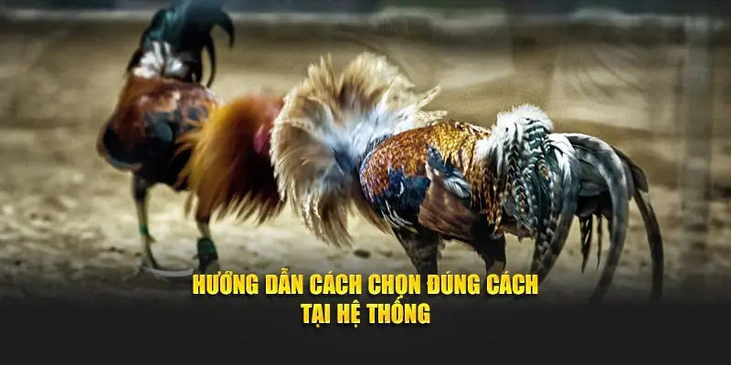 Hướng dẫn cách chọn đúng cách tại hệ thống