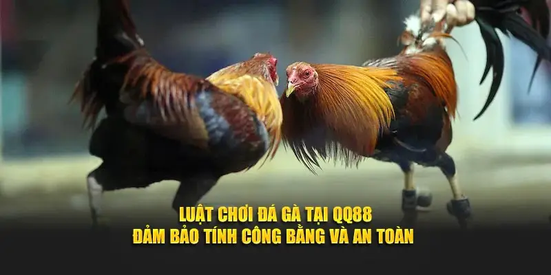 Luật Chơi Đá Gà Tại QQ88 - Đảm Bảo Tính Công Bằng Và An Toàn