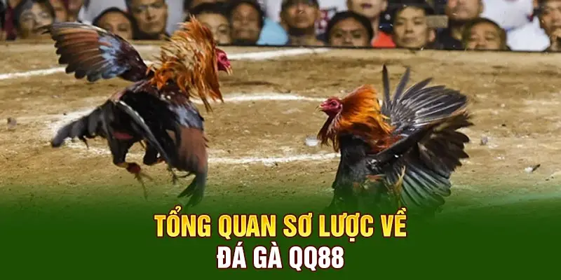Tổng quan sơ lược về đá gà QQ88